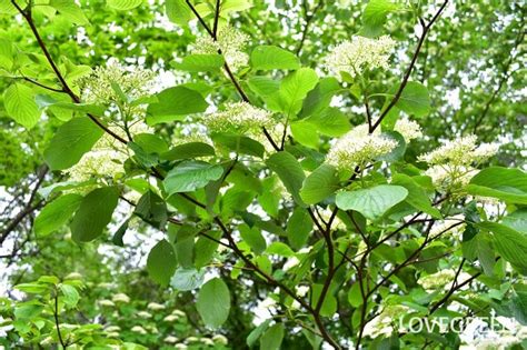 水木木|ミズキ（水木）とは？育て方・栽培方法